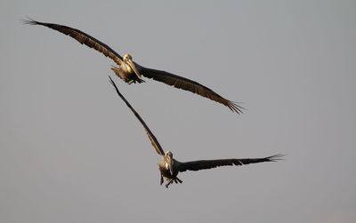 Low angle view of eagle flying against clear sky