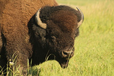 Close-up of sheep grazing on field