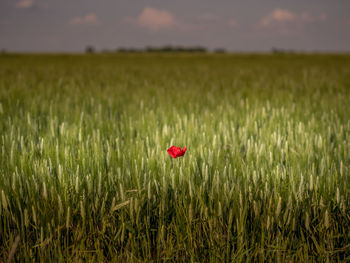 Red poppy flower growing on field