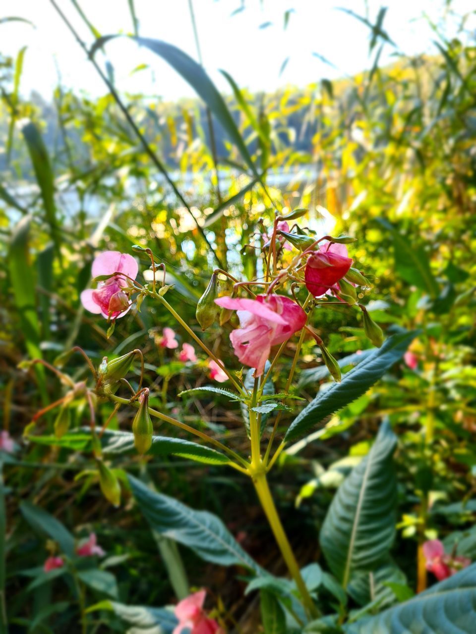 CLOSE-UP OF PINK FLOWER PLANT