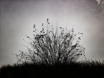 Plants growing on field