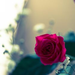 Close-up of pink rose