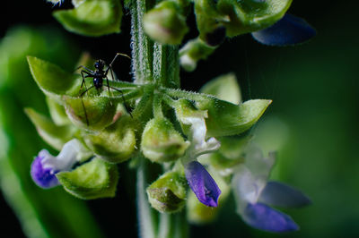 Close-up of purple flowers
