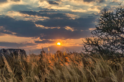 Scenic view of sunset over field