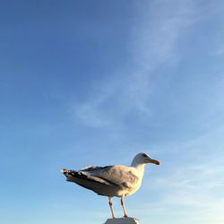 Low angle view of seagull