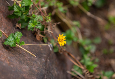 Close-up of yellow flowering plant