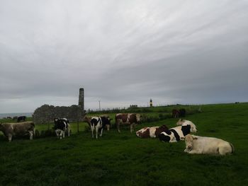 Cows grazing in a field