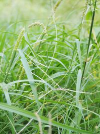 Close-up of grass growing on field