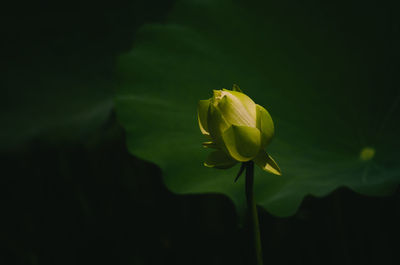 Close-up of yellow flowering plant