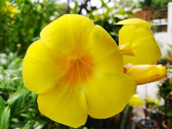 Close-up of yellow flower