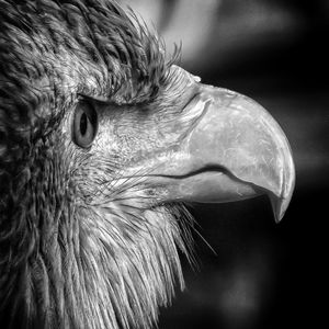 Close-up of a bird