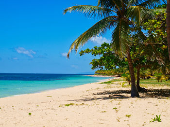 Palm trees on beach against blue sky