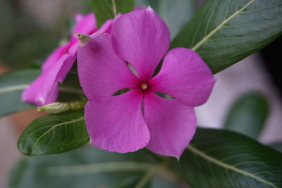 Close-up of pink cosmos blooming outdoors