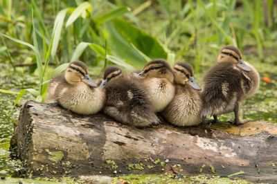 Ducks in a forest