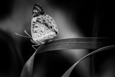 Close-up of butterfly on leaf