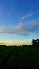 Scenic view of agricultural field against sky during sunset