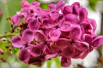 Close-up of pink flowering plant