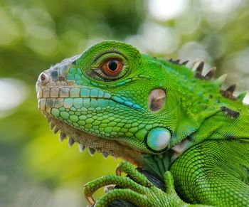 Close-up of lizard
