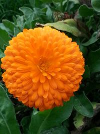 Close-up of yellow flower