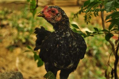 Close-up of a bird