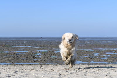 Dog standing on beach against clear sky