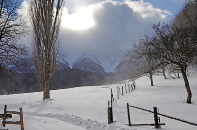 Trees on snow covered landscape against sky