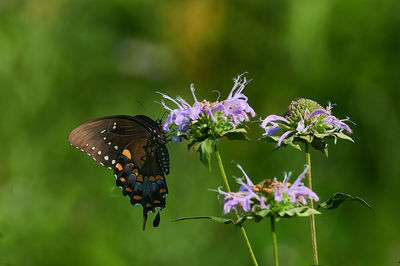 Butterfly on purple flower