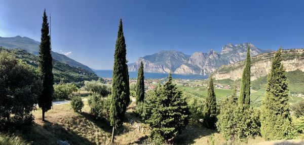 Panoramic shot of trees on landscape against sky