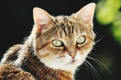 Close-up portrait of a cat