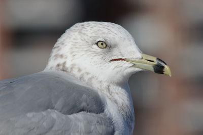 Close-up of seagull