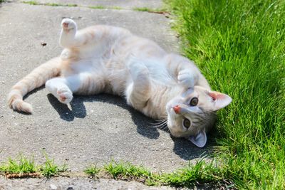 Cat lying on grass