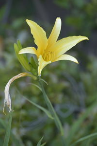 Close-up of yellow flowering plant