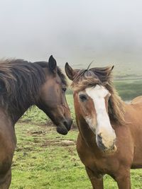 Horse standing on field