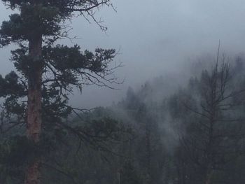 Trees in forest against sky