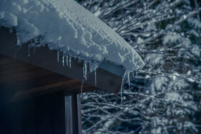 Close-up of icicles on snow covered land