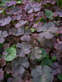 High angle view of leaves on field