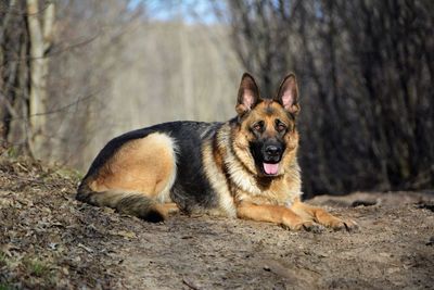 Portrait of dog