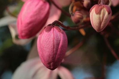 Close-up of pink flower blooming outdoors