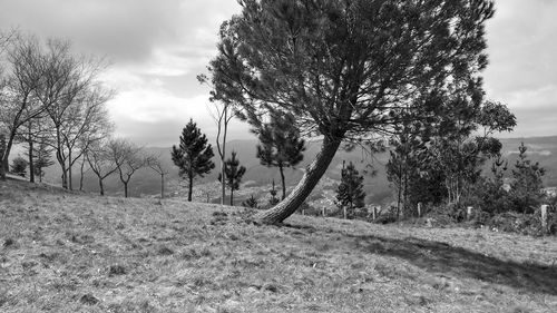 Trees on field against sky