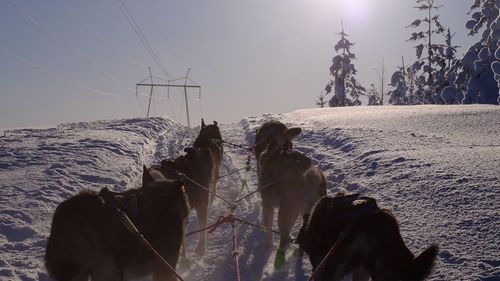 Sled dogs moving on snow covered land against sky during winter
