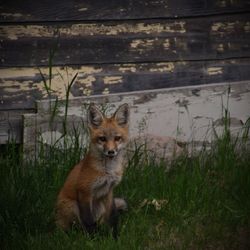 Portrait of fox on grass