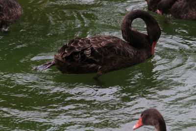 Swan swimming in lake