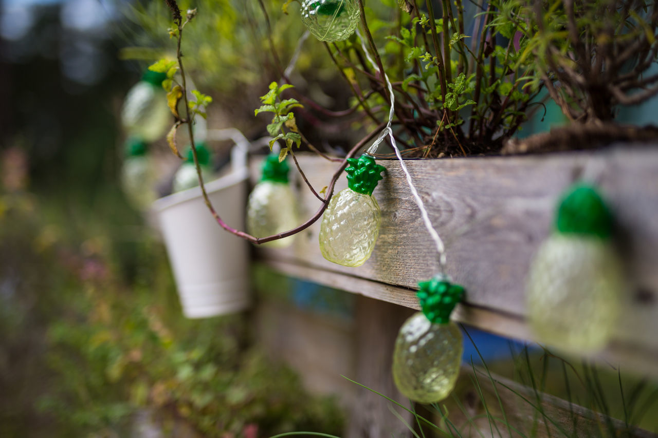 CLOSE-UP OF PLANT HANGING ON TREE IN YARD