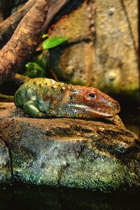 Close-up of lizard