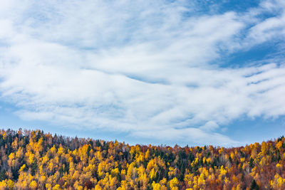 Scenic view of yellow flowering trees against sky during autumn