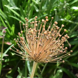 Close-up of flowers against blurred background