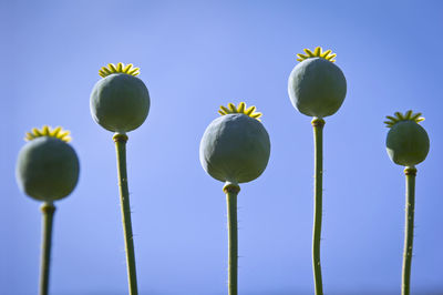 Low angle view of poppy buds  against clear blue sky