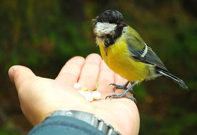 Close-up of hand holding bird