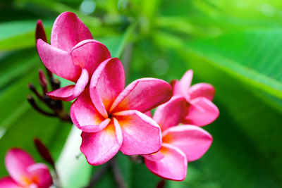 Close-up of pink flowering plant