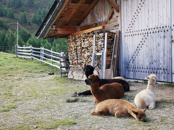 Sheep in a farm